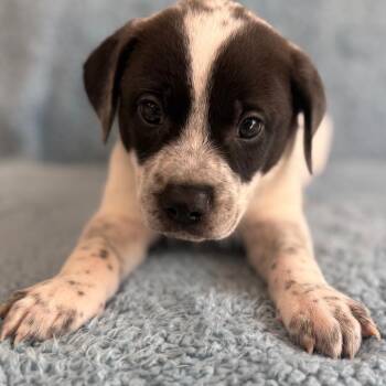 Drake -  Cattle Dog and Mixed Breed Dog for Adoption in St. Peters, Missouri - Drake | PetCurious
