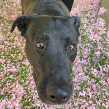 Black Labrador Retriever Dogs Available for Adoption in Hampton Bays, New York - Lola | PetCurious
