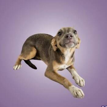 Poppy -  Mixed Breed Dog for Adoption in Boise, Idaho - Poppy | PetCurious