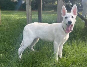 Ella -  German Shepherd Dog for Sale in Pensacola, Florida - Ella | PetCurious