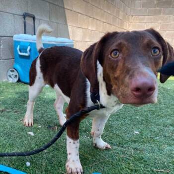 Derry -  German Shorthaired Pointer and Mixed Breed Dog for Adoption in Fort Collins, Colorado - Derry | PetCurious