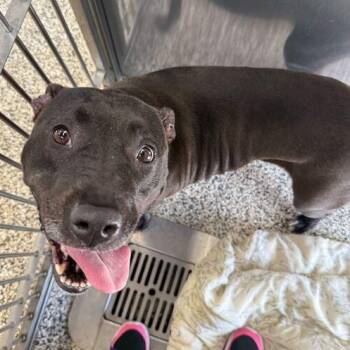 Mixed Breed Dogs Available for Adoption in Jackson, Michigan - Rey | PetCurious