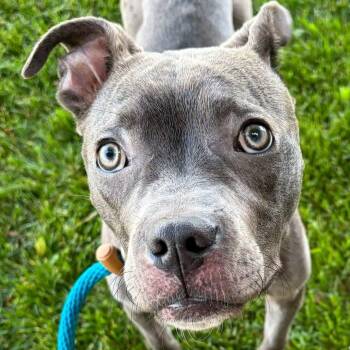 CHARLOTTE -  Pit Bull Terrier Dog for Adoption in Bowling Green, Ohio - CHARLOTTE | PetCurious