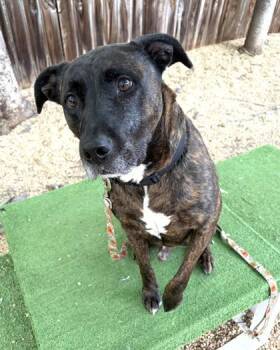 Pit Bull Terrier and Mixed Breed Dogs Available for Adoption - Granite | PetCurious