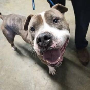 Pit Bull Terrier Dogs Available for Adoption - Arugula | PetCurious