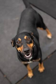 Jade -  Doberman Pinscher and Hound Dog for Adoption in Stratham, New Hampshire - Jade | PetCurious