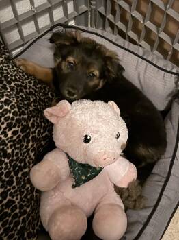 Shepherd Dogs Available for Adoption in The Woodlands, Texas - Ember | PetCurious