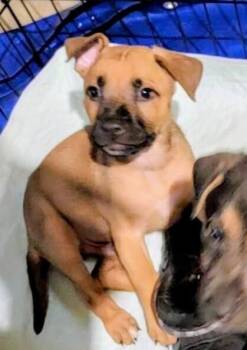 Rescue Pit Bull Terrier and Terrier Dogs for Adoption in Broomfield, Colorado - ELIAS | PetCurious