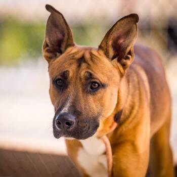 German Shepherd Dog Dogs Available for Adoption - EDWARD SHARPE | PetCurious