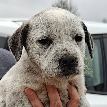 Australian Cattle Dog Blue Heeler and Labrador Retriever Dogs Available for Adoption - J.T. Olympians | PetCurious