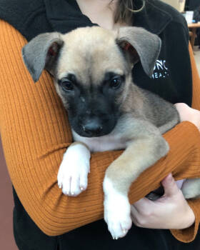 Rescue American Staffordshire Terrier and Siberian Husky Dogs for Adoption in Wake Forest, North Carolina - Myrtle | PetCurious