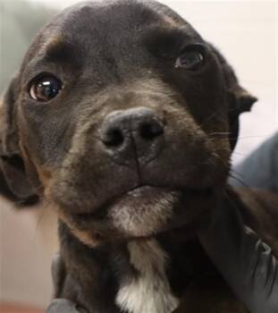 Mixed Breed Dogs Available for Adoption - ROOSTER | PetCurious