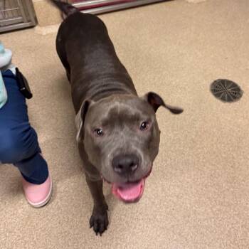 Melson -  Pit Bull Terrier Dog for Adoption in Bristol, Indiana - Melson | PetCurious