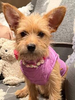 Benjamin -  Wirehaired Terrier Dog for Adoption - Benjamin | PetCurious