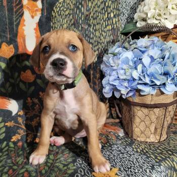 Pit Bull Terrier and Terrier Dogs Available for Adoption - Frost - Zelda