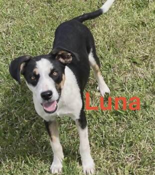 Black And Tan Coonhound Dogs Available for Adoption in Sheboygan, Wisconsin - Luna  | PetCurious