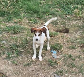 Rescue Labrador Retriever Dogs for Adoption in Zimmerman, Minnesota - Hera | PetCurious