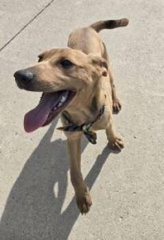 Chase -  Shepherd and Beagle Dog for Adoption in Bucyrus, Ohio - Chase | PetCurious