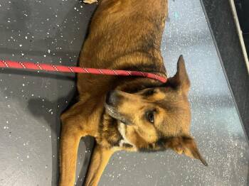 German Shepherd Dog Dogs Available for Adoption in Greeneville, Tennessee - Maya | PetCurious