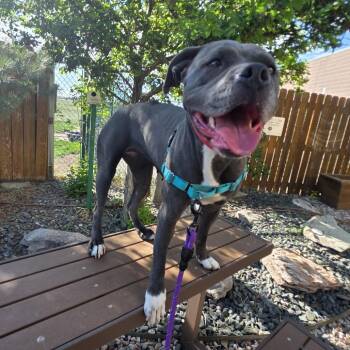 Sassy -  Pit Bull Terrier Dog for Adoption in Cheyenne, Wyoming - Sassy | PetCurious