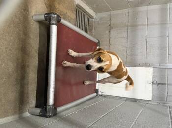 Charlie -  Beagle Dog for Adoption in Elizabethtown, North Carolina - Charlie | PetCurious