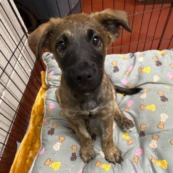 Terrier and Mixed Breed Dogs Available for Adoption in Gainesville, Georgia - Emile | PetCurious