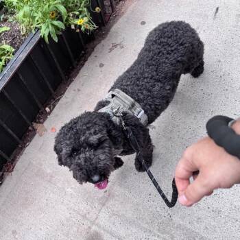 Phoenix -  Golden Retriever and Miniature Poodle Dog for Adoption - Phoenix | PetCurious