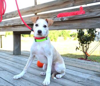 Rescue Terrier Dogs for Adoption in Willingboro, New Jersey - Shiloh | PetCurious