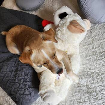 Sophie * -  Jack Russell Terrier and Mixed Breed Dog for Adoption in Waynesville, North Carolina - Sophie * | PetCurious