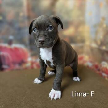 Lima -  Pit Bull Terrier and Mixed Breed Dog for Adoption in Griswold, Connecticut - Lima | PetCurious