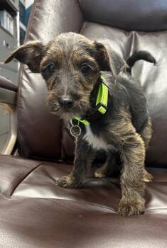 Tennessee -  Terrier Dog for Adoption in Carson City, Nevada - Tennessee | PetCurious