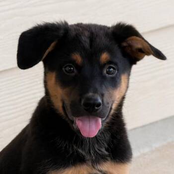 German Shepherd Dog and Belgian Shepherd Malinois Dogs Available for Adoption in Austin, Texas - Simon LLD | PetCurious