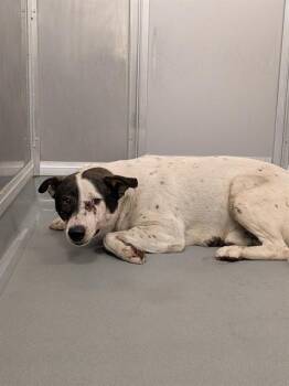 RUGBY -  Australian Cattle Dog Blue Heeler Dog for Adoption in Ontario, California - RUGBY | PetCurious