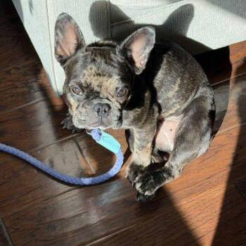 Anise -  French Bulldog Dog for Adoption in Austin, Texas - Anise | PetCurious