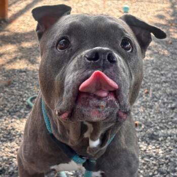 Nana Banana -  Pit Bull Terrier Dog for Adoption in York, Pennsylvania - Nana Banana | PetCurious
