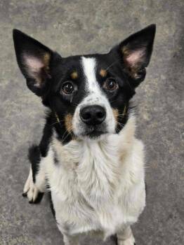 Rescue Border Collie Dogs for Adoption in New Berlin, Wisconsin - BEXLEY   $425 | PetCurious