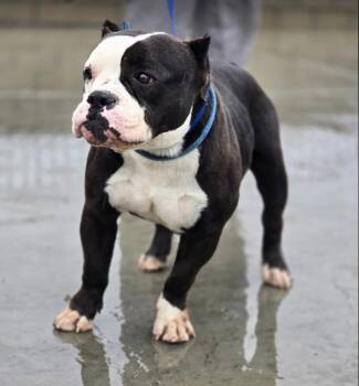 Pit Bull Terrier and English Bulldog Dogs Available for Adoption - Hugo | PetCurious