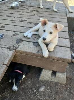 Rescue Siberian Husky Dogs for Adoption in Missoula, Montana - Nerthus – 3-Month-Old Fawn & White Sassy Husky Mix Pup | PetCurious