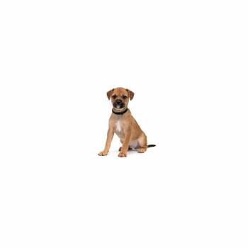 Mbappe -  Mixed Breed Dog for Adoption in Los Angeles, California - Mbappe | PetCurious