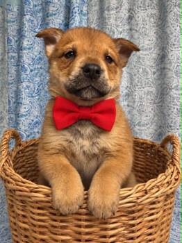 Boog -  Black Labrador Retriever and Golden Retriever Dog for Adoption in Crosby, Texas - Boog | PetCurious