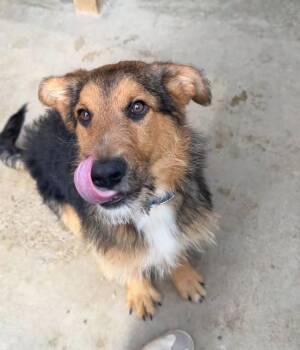 Mixed Breed Dogs Available for Adoption in Rochester, Indiana - CLYDE | PetCurious