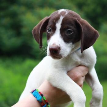 CT Nacho Fries -  Pointer and Mixed Breed Dog for Adoption in Eastford, Connecticut - CT Nacho Fries | PetCurious