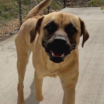 Rescue Mixed Breed and Shepherd Dogs for Adoption in Eureka Springs, Arkansas - Bolivar | PetCurious