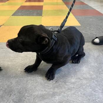 Mixed Breed Dogs Available for Adoption in Philadelphia, Pennsylvania - Midnight | PetCurious