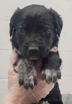Buzz -  Mixed Breed Dog for Adoption in Kansas City, Missouri - Buzz | PetCurious
