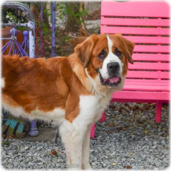 Saint Bernard Dogs Available for Adoption in Wake Forest, North Carolina - Anastasia | PetCurious