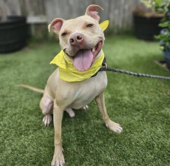 Terrier Dogs Available for Adoption in Longview, Texas - Cheesey Tango | PetCurious