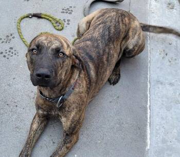 Plott Hound Dogs Available for Adoption in Troutdale, Oregon - Jinx | PetCurious