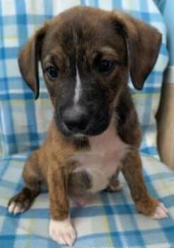 James Brown -  Mixed Breed Dog for Adoption in Kansas City, Missouri - James Brown | PetCurious