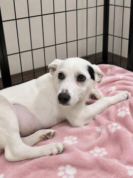 Luna Moth -  Border Collie and Mixed Breed Dog for Adoption in Saugus, Massachusetts - Luna Moth | PetCurious